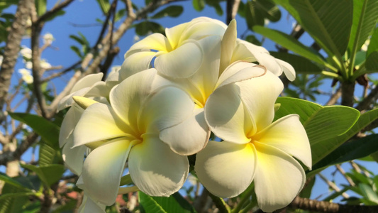 树上有美丽的白梅花红花视频