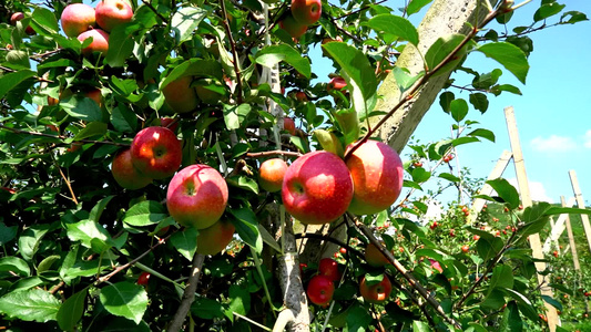 苹果水果视频