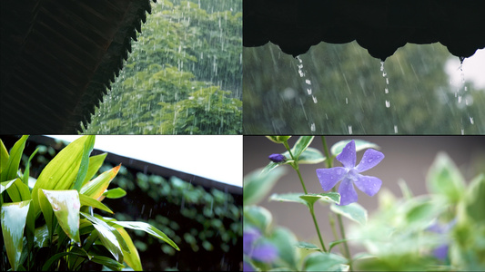 4k节气雨水视频合集[第一辑]视频