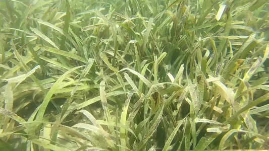 东南亚浅海水下海藻海草视频