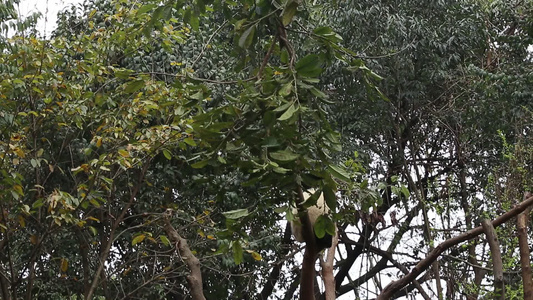 成都大熊猫繁殖基地视频