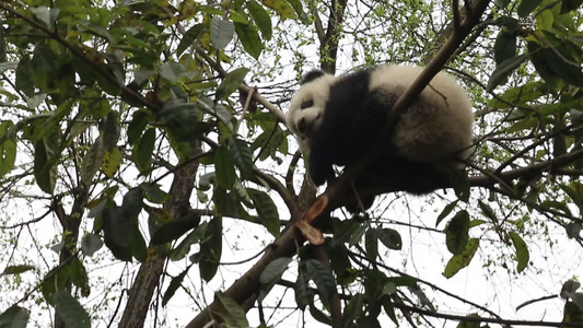 成都大熊猫繁殖基地视频