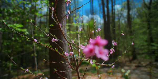 夏季森林鲜花植物唯美合集视频