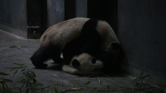 成都大熊猫繁殖基地视频