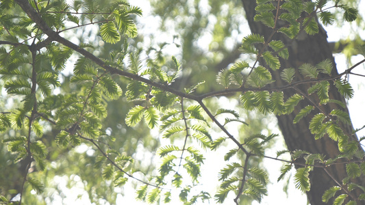 4k初夏的阳光透过翠绿的叶子光晕视频