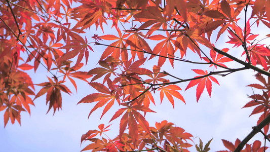 4K实拍秋天风景枫叶变红红枫树叶视频