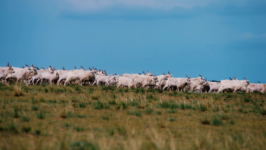 4K合集草原山羊羊群放牧视频