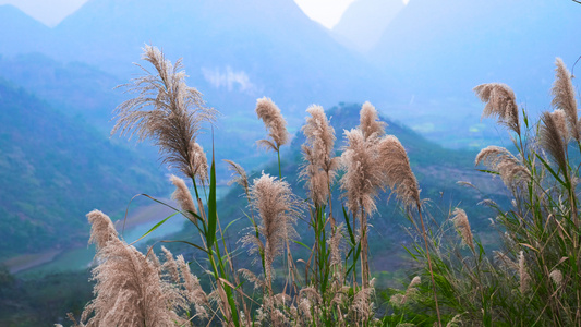 实拍山间芦苇高清视频素材视频