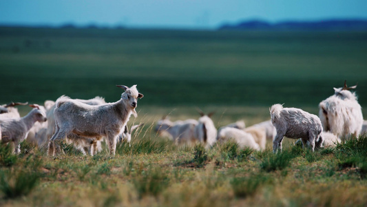 4K合集草原山羊羊群放牧视频