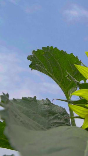 特写烈日下的向日葵菜籽油原料33秒视频
