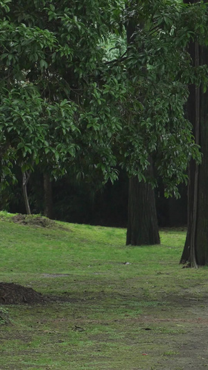 慢镜头升格拍摄素材下雨天林荫道上打伞行走的母子亲子陪伴慢动作57秒视频
