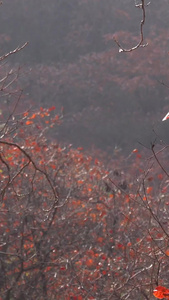 秋季自然风光山中的红叶视频视频