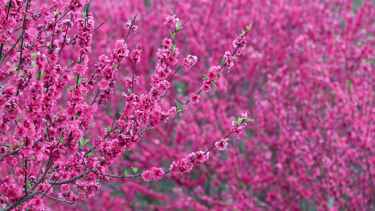 4k春天盛开的樱花桃花花朵上意境风景空镜实拍视频