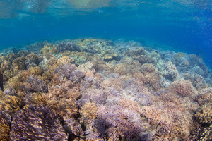 浅海珊瑚21秒视频