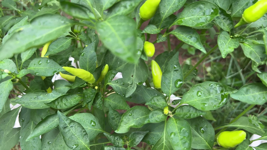 家庭种植朝天椒辣椒彩椒视频