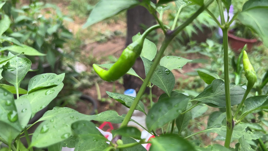 家庭种植朝天椒辣椒彩椒视频