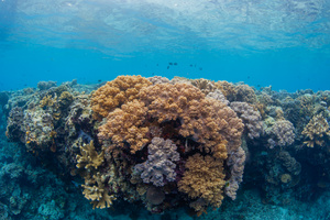 海底缤纷珊瑚礁31秒视频