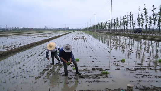 农民伯伯在插秧视频