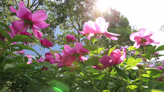 阳光下的花朵[洒下来]视频