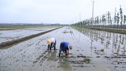 农民伯伯在插秧视频