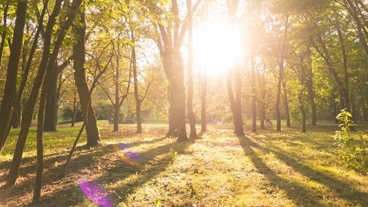 森林公园秋天日落光影延时变化视频