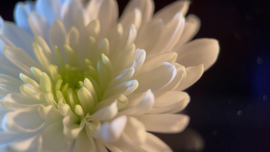 白色菊花旋转北京黑场视频