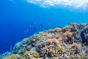 海底缤纷珊瑚礁15秒视频