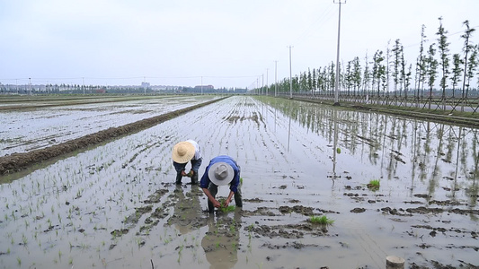 农民伯伯在插秧视频