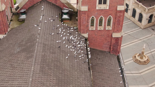 航拍欧式建筑屋顶白鸽视频