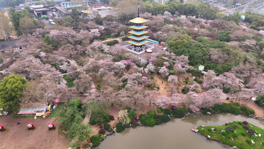 航拍春天武汉东湖樱花园樱花4k素材视频