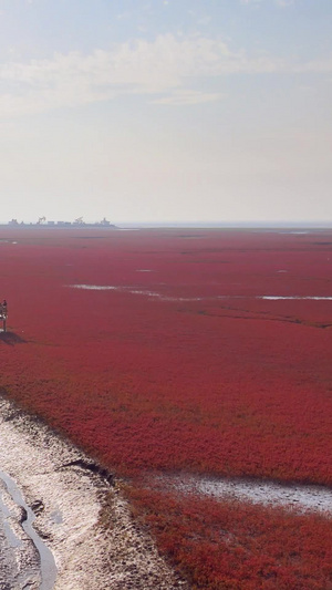 辽宁盘锦市红海滩国家风景廊道湿地5A级风景区国庆游客辽宁省76秒视频