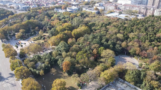 航拍秋季泛黄树叶视频
