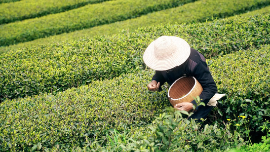 4K春天农民伯伯采摘春茶实拍视频视频