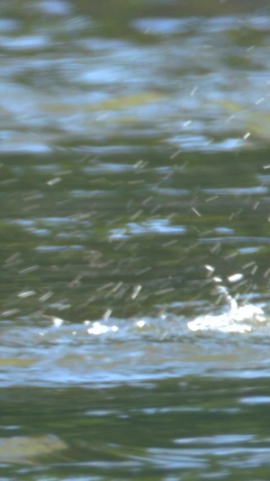 中华秋沙鸦动物与自然20秒视频