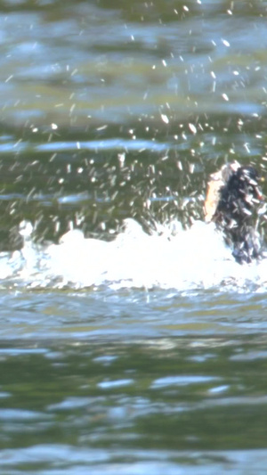 中华秋沙鸦动物与自然20秒视频