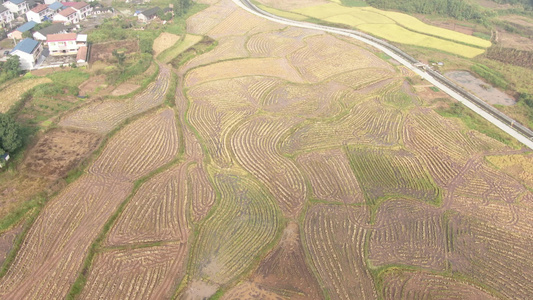 航拍农业种植稻田基地视频
