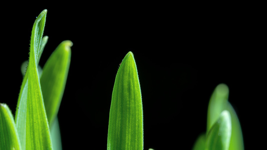 植物生长延时视频