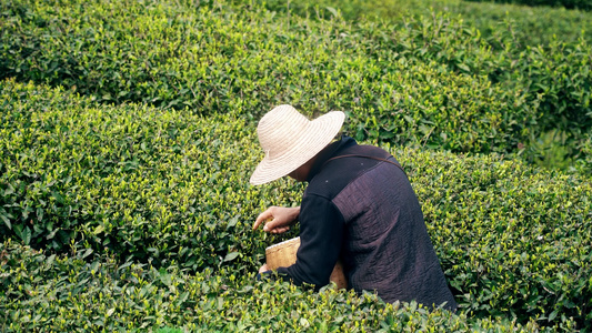 4K春天农民伯伯采摘春茶早茶实拍视频视频