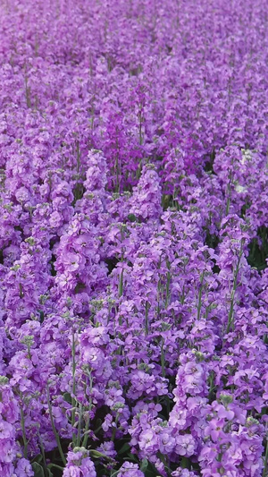 春季开花的紫罗兰迎春花17秒视频
