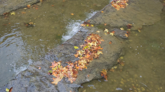 秋天的小溪视频