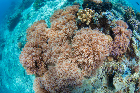 海底缤纷珊瑚礁视频