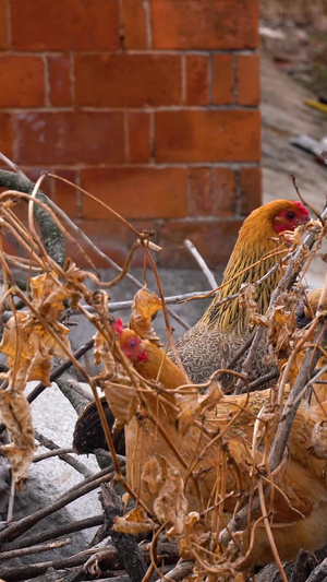 土鸡公鸡母鸡家禽养鸡农村养殖散养鸡群16秒视频