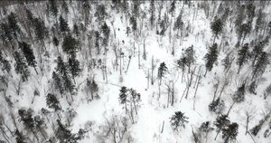 航拍林中雪地摩托28秒视频