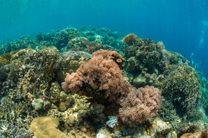 海底缤纷珊瑚礁27秒视频