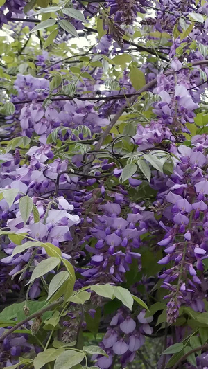 春季盛开的紫藤花23秒视频