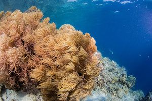 海底缤纷珊瑚礁26秒视频