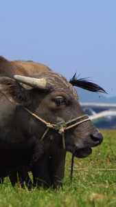 乡间田野中吃草的水牛乡间田野上的水牛视频