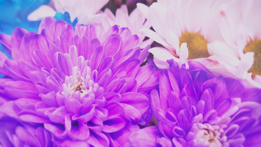 特写拍摄盛开的鲜花[选景]视频