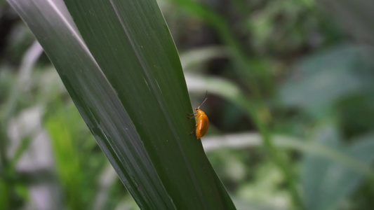 昆虫在草丛中爬行觅食特写视频