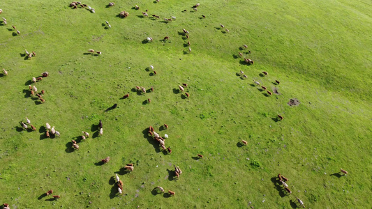 航拍大草原上的羊群视频